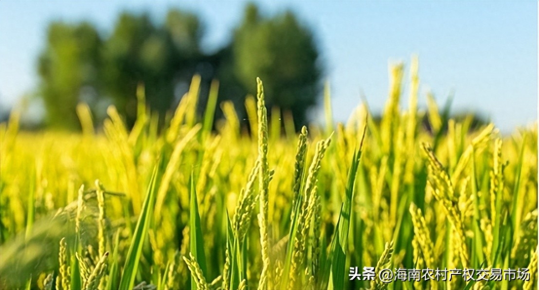 車輛抵押融資(土地違規(guī)抵押融資整改)? 知識問答 第1張- 車輛抵押融資(土地違規(guī)抵押融資整改)? (http://m.ssksuo.cn/) 知識問答 第1張