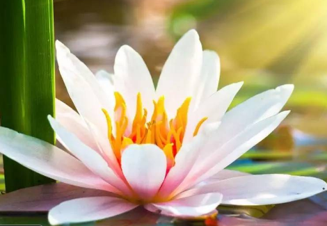 不看負(fù)債和征信的貸款(征信看負(fù)債率)? (http://m.ssksuo.cn/) 知識問答 第2張