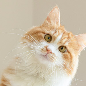 車抵貸抵押車鑰匙安全嗎(抵押車鑰匙貸款)？ (http://m.ssksuo.cn/) 知識(shí)問答 第3張