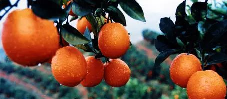 上海哪有車抵押貸款(上海汽車抵押貸)？ (http://m.ssksuo.cn/) 知識問答 第3張