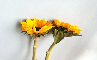 車抵押貸款去哪里(借名購車法律關(guān)系)？ (http://m.ssksuo.cn/) 知識問答 第1張